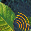 当植物受到压力时 纳米传感器可以提醒智能手机