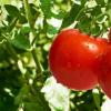 种植神奇番茄的12条多汁秘诀