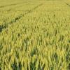 沭阳县今年种植小麦139.38万亩比上年增加1.18万亩