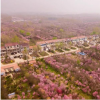 江苏省宿迁市有一个美丽的小村庄梅花盛开姹紫嫣红