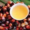 印度计划从马来西亚进口棕榈油 以满足国内2500万吨的植物油需求