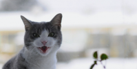 进行中的Meow攻击已使超过1,000个数据库崩溃却没有告诉任何人原因