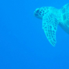 生活小知识：海龟为什么会吃塑料袋？