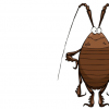 生活小知识：蟑螂为什么怕洗衣粉？