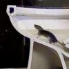 生活小知识：如何防止老鼠从下水道进入家中？