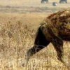 生活小知识：鬣狗是狗的祖先吗？