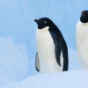 生活小知识：企鹅的胃为什么可以保鲜食物？