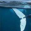 生活小知识：鲸鱼死后的尸体会成为深海中的绿洲吗？