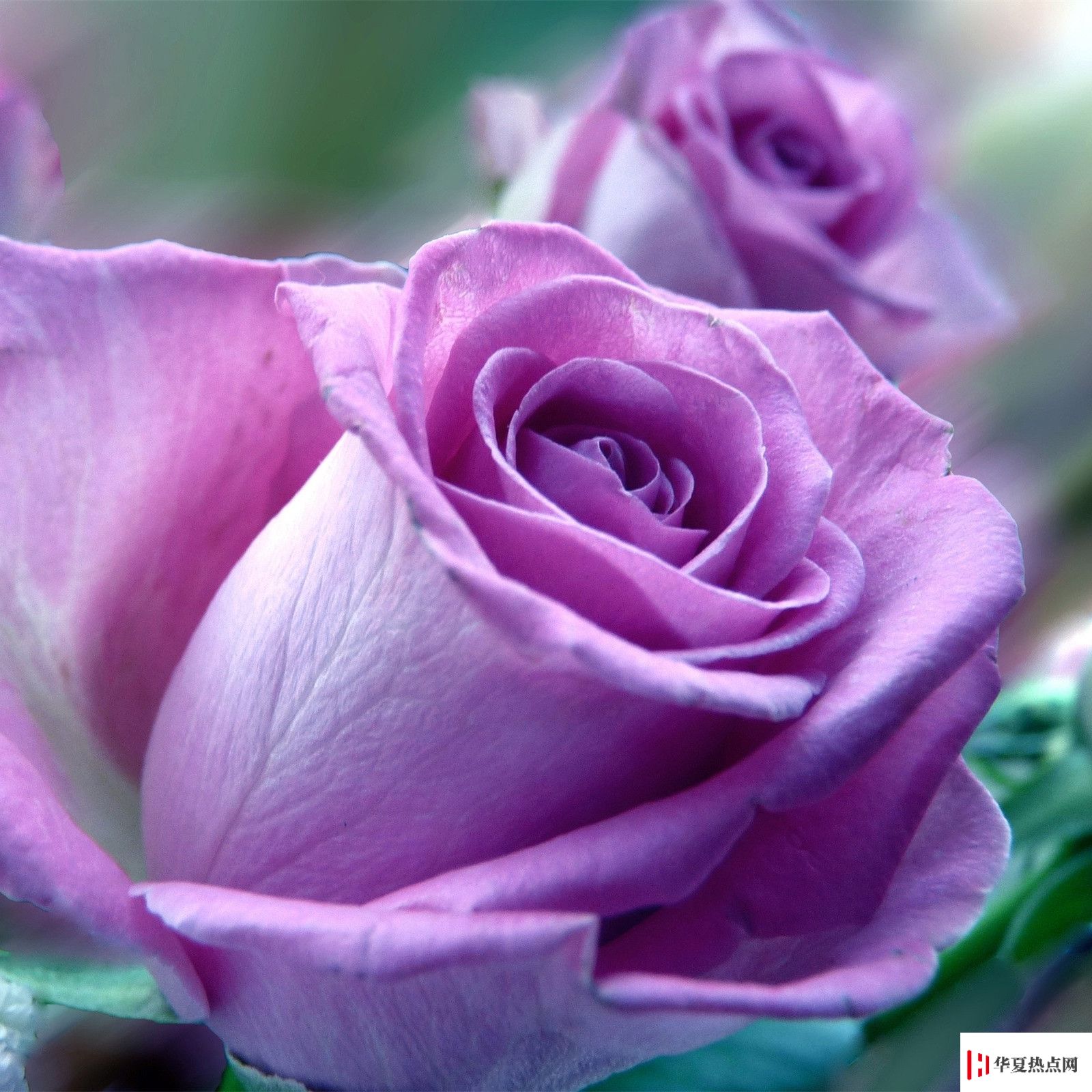 高清晰紫色玫瑰花壁纸-欧莱凯设计网