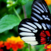 生活小知识：毛毛虫为什么会变蝴蝶？