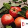 生活小知识：什么时候吃苹果最好？怎样挑选苹果？
