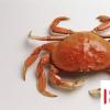 生活小知识：吃螃蟹都需要注意些什么?