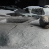 生活小知识：北极熊为什么没有固定的睡眠姿势？