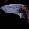 生活小知识：蝙蝠为什么能在晚上飞行？