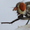 生活小知识：苍蝇为什么能停立在垂直玻璃上？