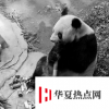 重庆动物园25岁大熊猫灵灵去世