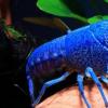 生活小知识：蓝色的小龙虾是怎么产生的？