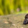 生活小知识：在中国放生小鳄龟可能造成生态灾难吗？