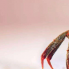 生活小知识：螃蟹为什么长着一对柄眼？