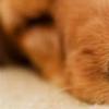 生活小知识：狗的鼻子为什么那么灵敏?