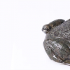 生活小知识：牛蛙的肤色为什么会改变？