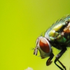 生活小知识：为什么苍蝇不得传染病？