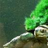 生活小知识：为什么绿毛龟身上会长绿毛？