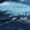 生活小知识：旋齿鲨的牙齿到底长在哪儿？