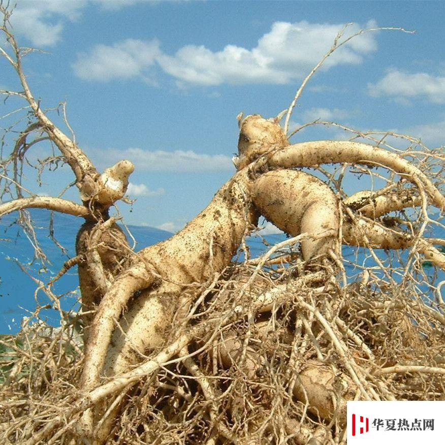 生活小知识 人参会跑是真的吗 华夏热点网