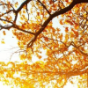 生活小知识：为什么树木在秋天的时候会落叶？