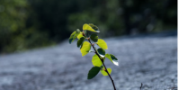 生活中的关键保护因素