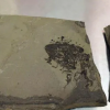 福州海关快件中查获侏罗纪化石