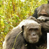 我们如何对生活中的友谊如此挑剔问黑猩猩