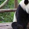 生活小知识：熊猫为什么叫熊猫？