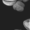 超分辨率显微镜和机器学习为化石花粉颗粒提供了新的思路