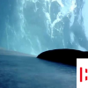 国际研究发现了在蓝鲸上搭便车的re鱼的秘密冲浪生活