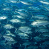 把更多的大鱼留在海中可以减少二氧化碳的排放
