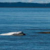 研究揭示了极度濒危的白鲸种群