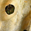 螳螂虾在试图驱逐竞争对手之前会仔细调查洞穴