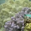 捕捉珊瑚的形态和适应行为
