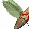 发现昆虫利用自然的机翼振动来稳定飞行