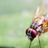研究发现糖能重塑果蝇的分子记忆