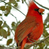 噪音和光照改变了鸟类筑巢的习惯