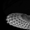 猫头鹰羽毛上的小鳍条为减少飞机噪音指明了方向