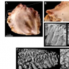 牡蛎产生是物理过程组织的3D结构