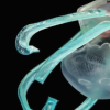 新型超柔软水下抓爪可安全捕获并释放水母而不会造成损坏