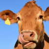 牛粪可能助长加州的清洁能源未来