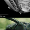 科学家为银翼杀手2049开发了甲虫的3D扫描
