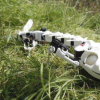 机器人模仿脊椎动物的动作