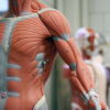 生物医学研究人员建议使用机器人生长人体组织